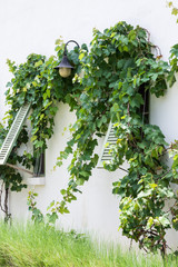 Wooden window with vine