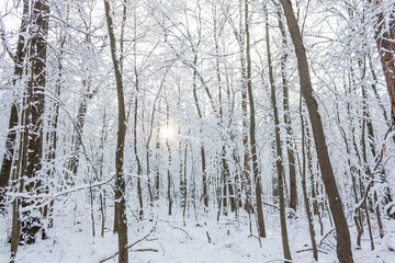 Winter Forest