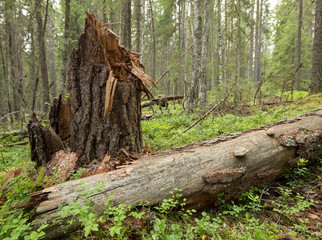Fallen pine tree, Pinus sylvestris in natural forest