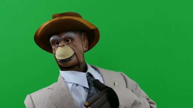 Puppet monkey can't stop laughtng with chroma key green background.
