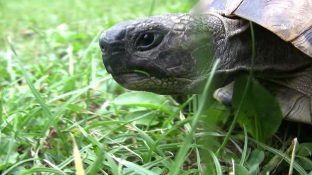 Turtle slowly walking on the green grass.

