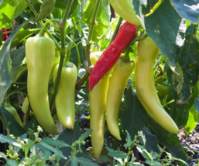 Banana Pepper Plant