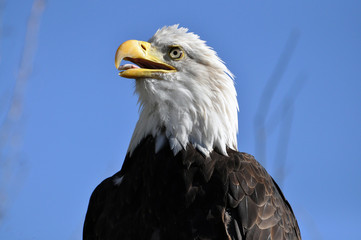 Bald eagle against blue sky