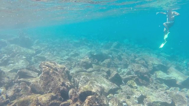 Sea lion swimming underwater in deep blue ocean with unrecognizable divers in the Galapagos Islands. Ecuador 2015