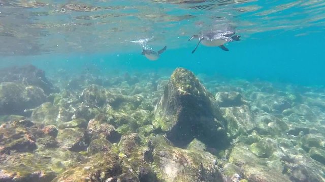 Close-up view of little Galapagos penguins swimming underwater. Galapagos Island. Ecuador 2015