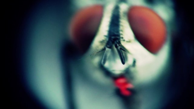 Extreme close-up of a fly. Shallow DOF.
