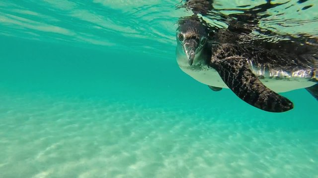 Close-up view of a little Galapagos penguin swimming underwater. Galapagos Island. Ecuador 2015