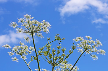 Борщевик Сибирский (Heracleum sibiricum)