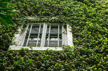 old white window with green ivy climbing fig
