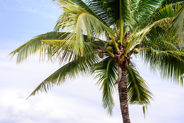 Coconut fruits on tree.