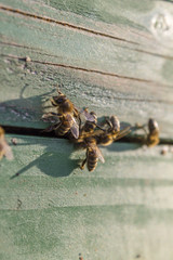 Bee hive