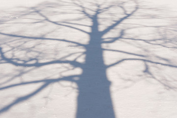Winter Tree Shadow 2