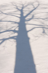 Winter Tree Shadow 3