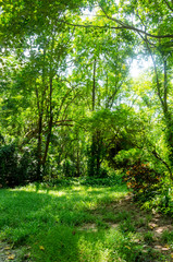 natural environment of green tree and grass