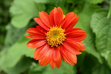 Red chrysanthemum Flowering plants for landscaping Another very