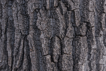 Cottonwood Poplar Tree Bark 1