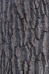 Cottonwood Poplar Tree Bark 2