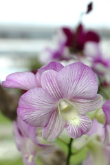 Thailand's orchid species that grow and export abroad.