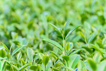 Freshness tea top in plantation.
