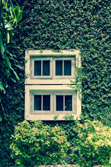 old white window with green ivy climbing fig in vintage color tone