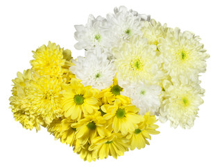 yellow and white chrysanthemums flower on a white background