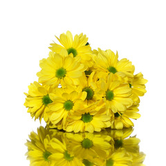yellow chrysanthemums flower on a white background