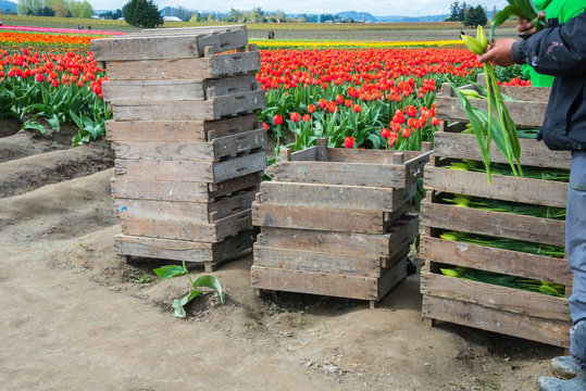 Stacked Crates Picked Tulips by Migrant Workers on Farm