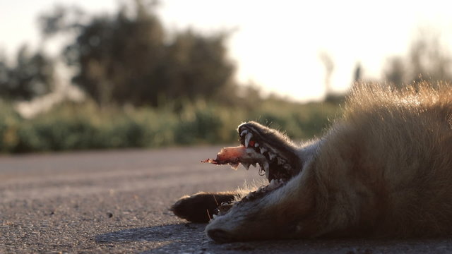 Road kill on the side of the road dead fox