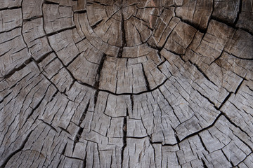 Old log tree ring texture