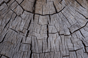 Old weathered wood with ring texture