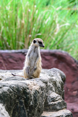 Naklejka na ściany i meble Lovely meerkat surikate.