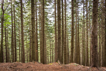 Plurality of vertical tree trunks in a forest in the mountains of Romania