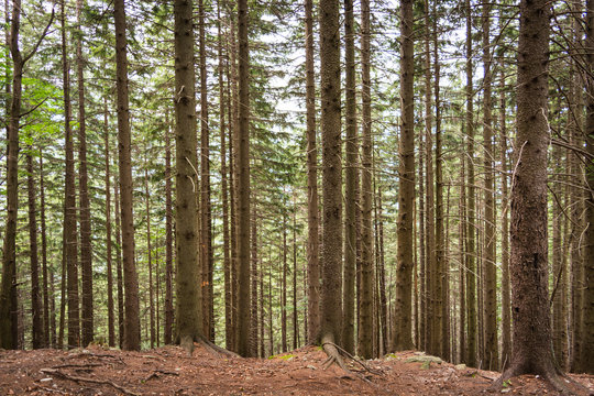 Fototapeta Plurality of vertical tree trunks in a forest in the mountains of Romania
