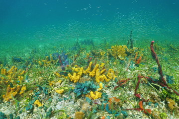 Fototapeta na wymiar Seabed with colorful underwater marine life