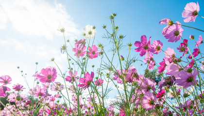 Beautiful cosmos  with blue sky
