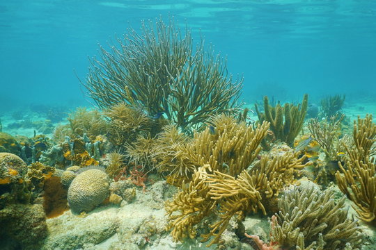 Underwater corals mostly Octocorals Caribbean sea