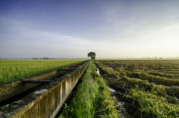 amazing view paddy fields at morning. concrete water canal and single tree for paddy rice field irrigation.;