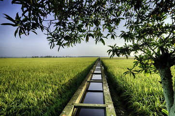 beautiful lanscape of paddy field under the tree, blue sky, cloud and water canal for irrigation.;