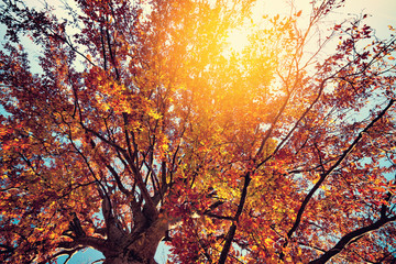 Bright colors autumn tree