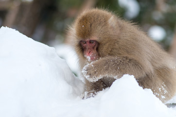 Snow monkey at Jigokudani springs,nagano(prefectures),tourism of japan
「湯田中・地獄谷野猿公園」