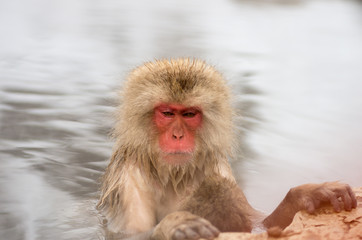 Fototapeta premium Snow monkey at Jigokudani springs,nagano(prefectures),tourism of japan 「湯田中・地獄谷野猿公園」