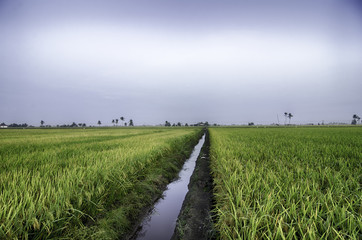 Fototapeta na wymiar paddy field irrigation with flat sky color