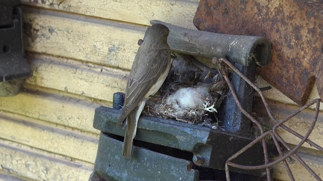 Spotted Flycatcher bird feed his fledglings brood chicks in nest on retro iron tool. Static closeup shot. 4K
