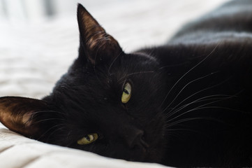 Closeup of tired black haired domestic cat lying on bed