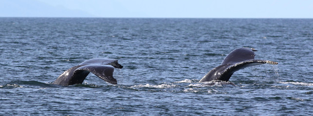 Two Humpback Whale Flukes © randimal