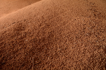 pile of soybeans