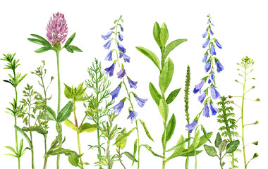 watercolor drawing herbs and flowers