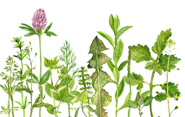watercolor drawing herbs and flowers