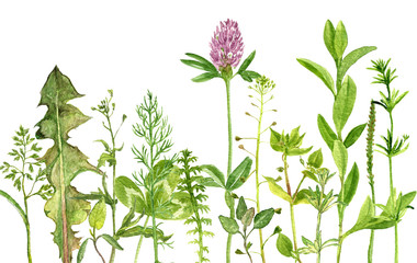 Fototapeta na wymiar watercolor drawing herbs and flowers