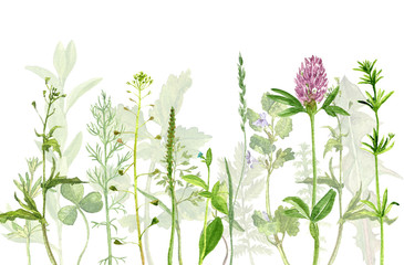 Naklejki  akwarela rysunek zioła i kwiaty